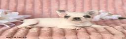Frenchton dogs for sale: Sage - Ad 4