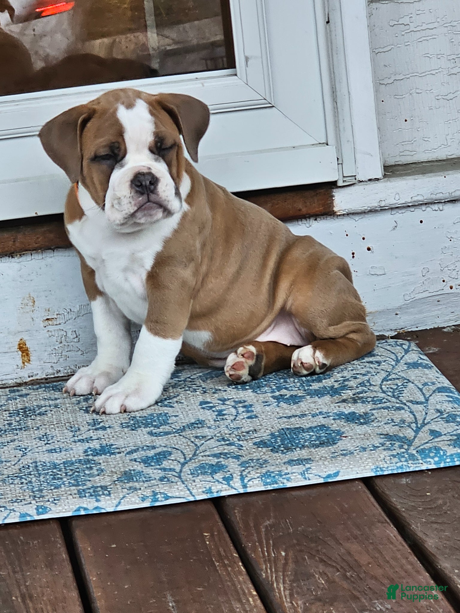 Olde English Bulldogge dogs Olde English Bulldogge Nyx - Ad 32