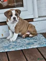 Olde English Bulldogge Nyx