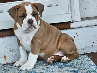 Olde English Bulldogge dogs Olde English Bulldogge Nyx - Ad 28