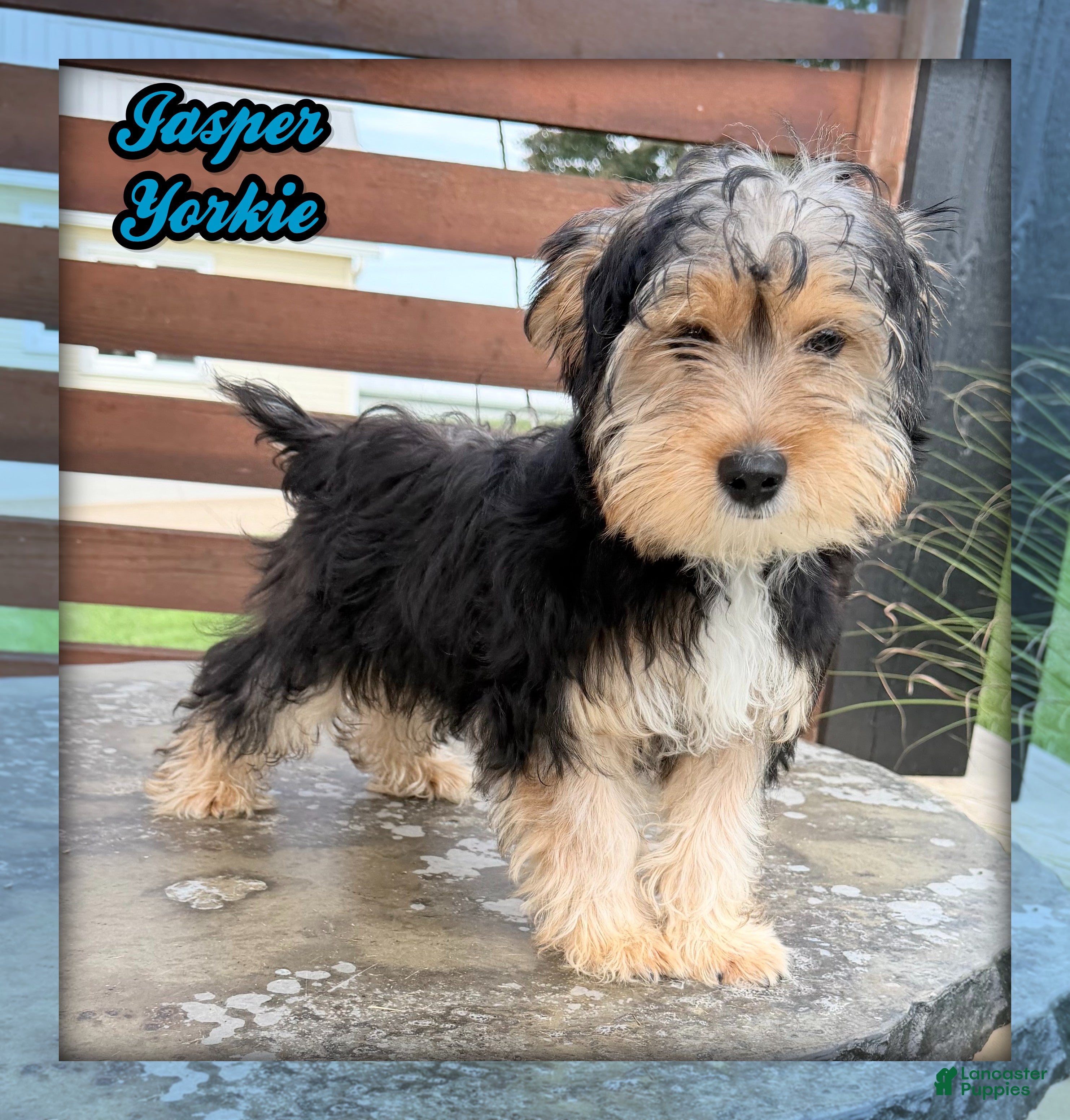 Yorkshire Terrier dogs Jasper - Ad 1