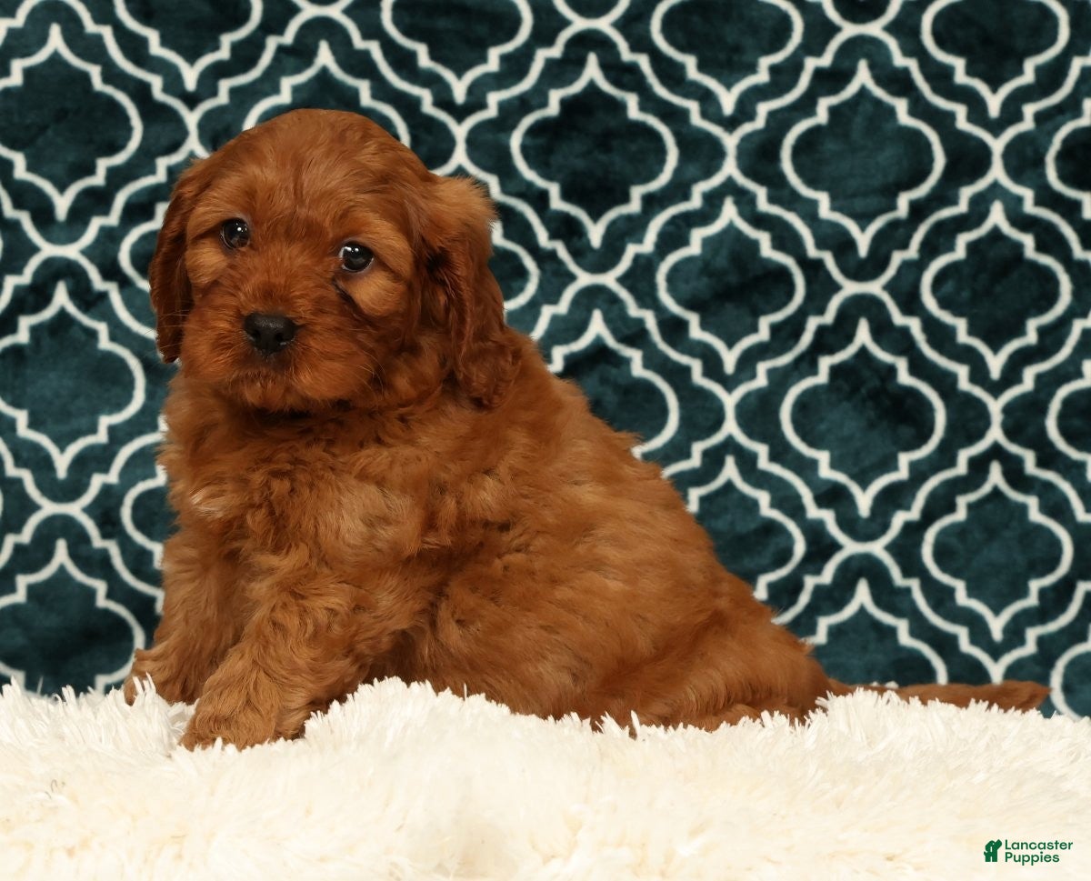 Cavapoo dogs Barney - Ad 2