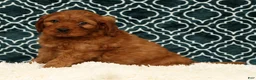 Cavapoo dogs for sale: Barney - Ad 2
