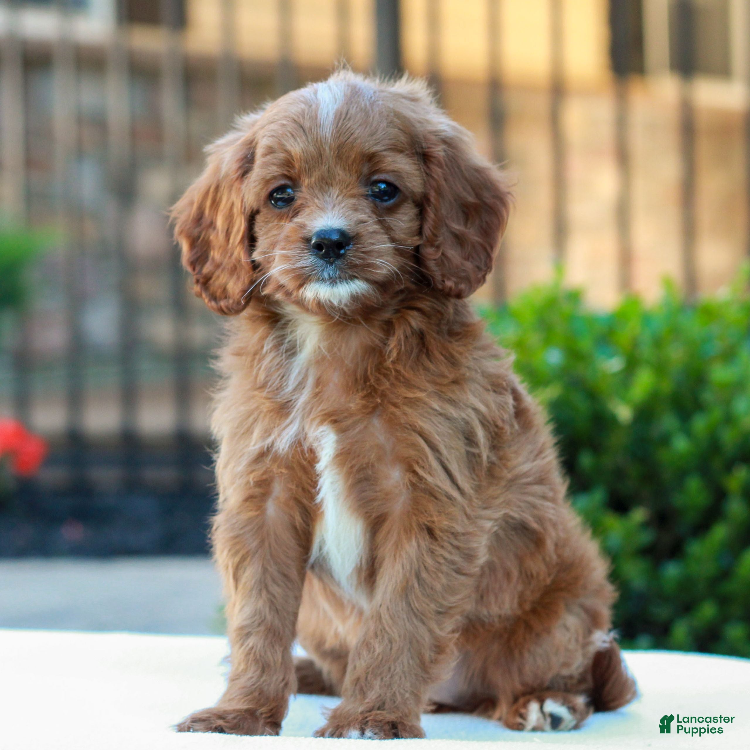 Cavapoo dogs Opal  - Ad 2