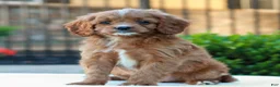 Cavapoo dogs for sale: Opal  - Ad 2