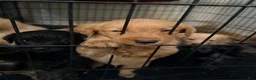 Mixed Breed dogs for sale: Mixed Breed 6 - Ad 6