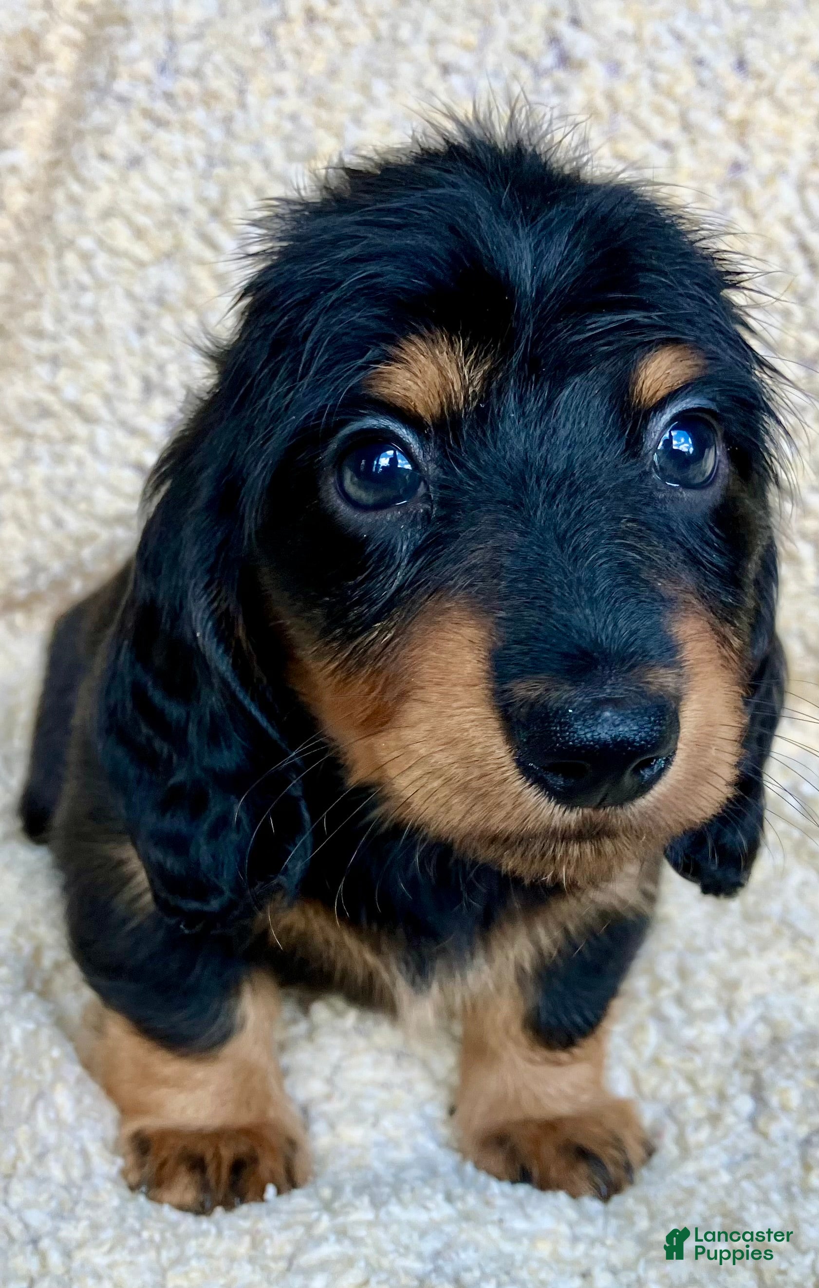 Miniature Dachshund dogs CHEESE CHEESE AND MORE CHEESE - Ad 1