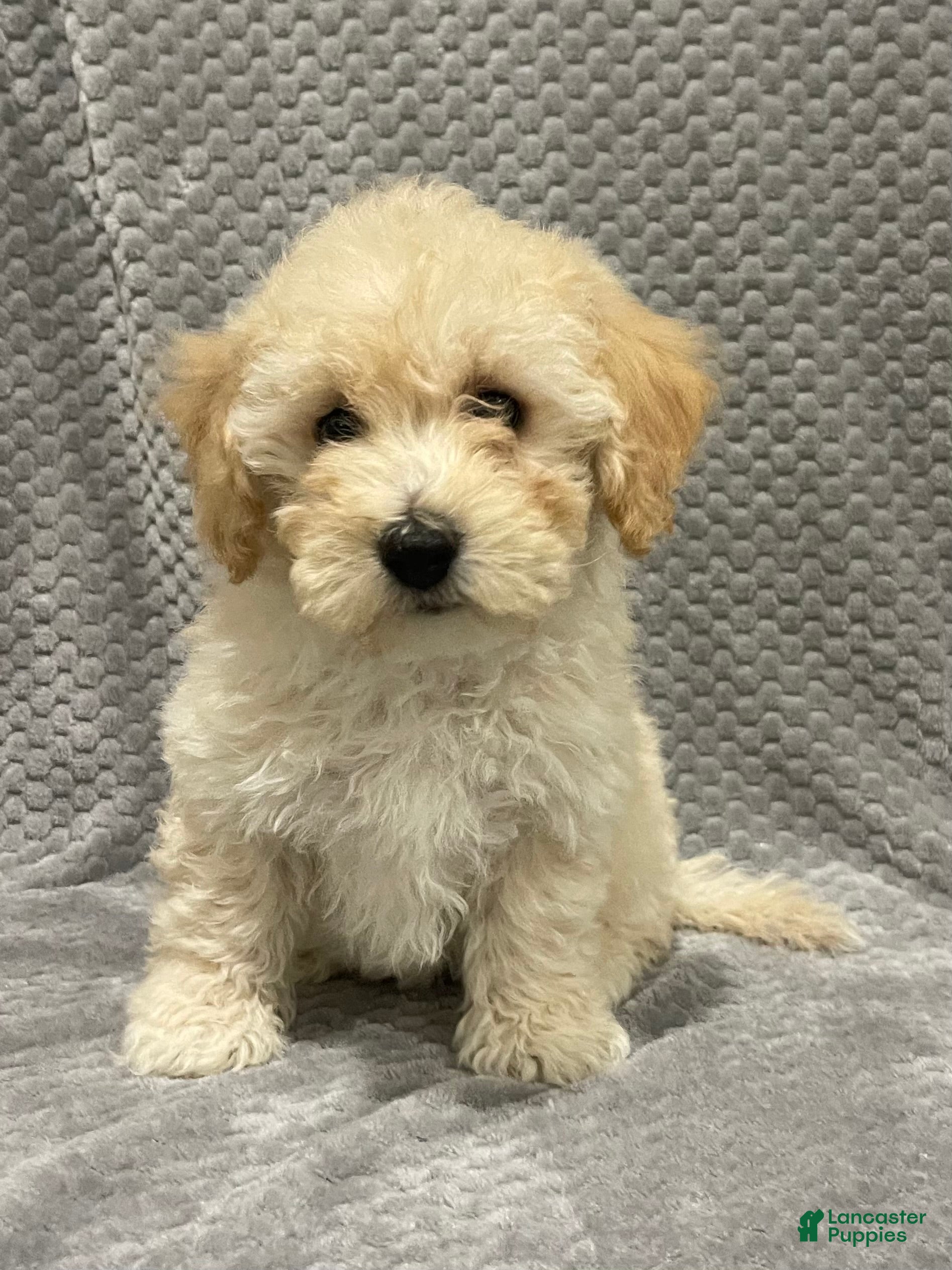 Bichpoo dogs Freddy - Ad 2