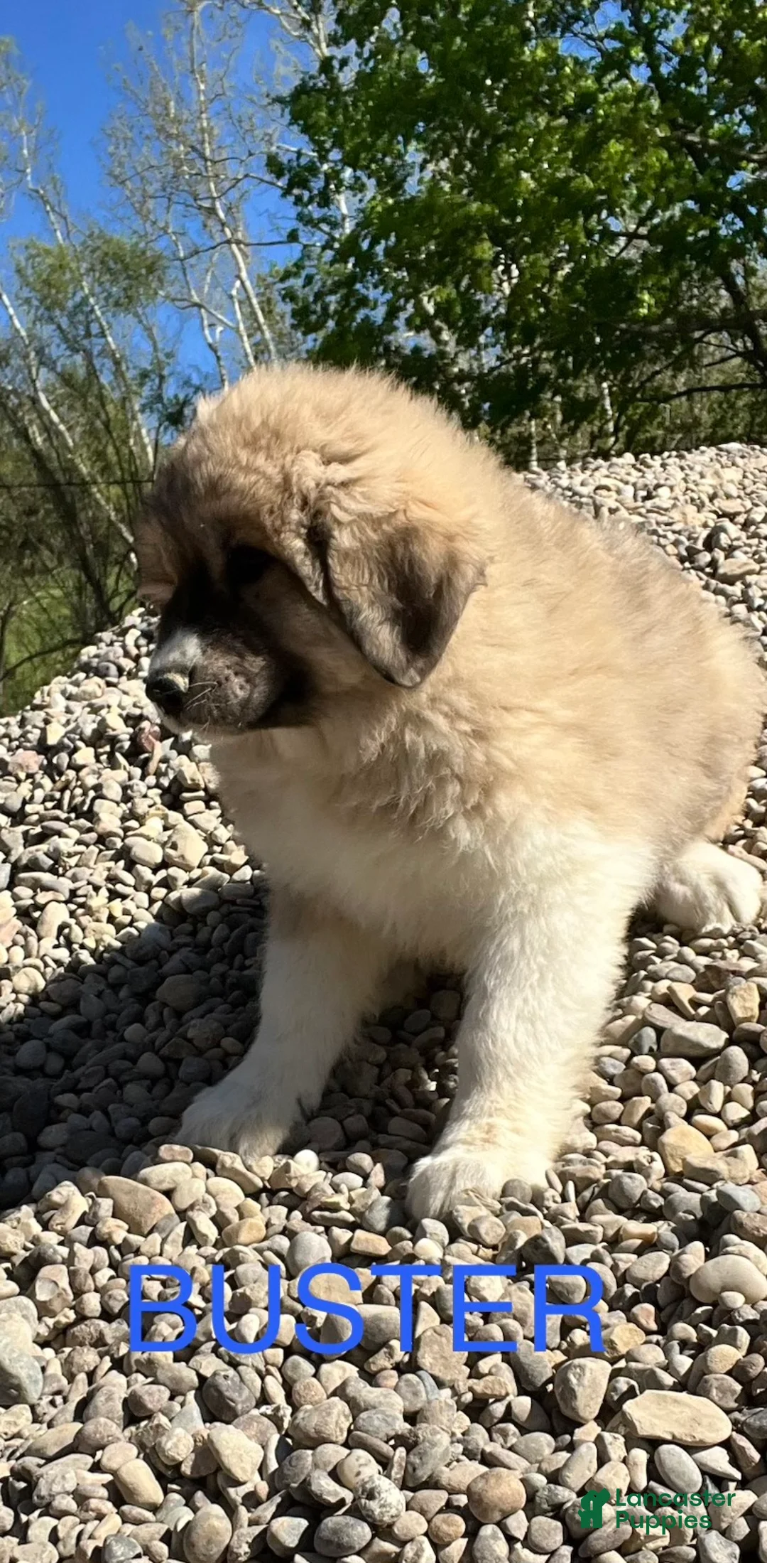 Great Pyrenees dogs for sale: Great Pyrenees Puppy 2 Buster - Ad 1