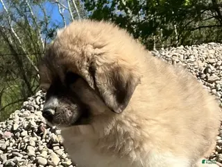 Great Pyrenees dogs Great Pyrenees Puppy 2 Buster - Ad 8