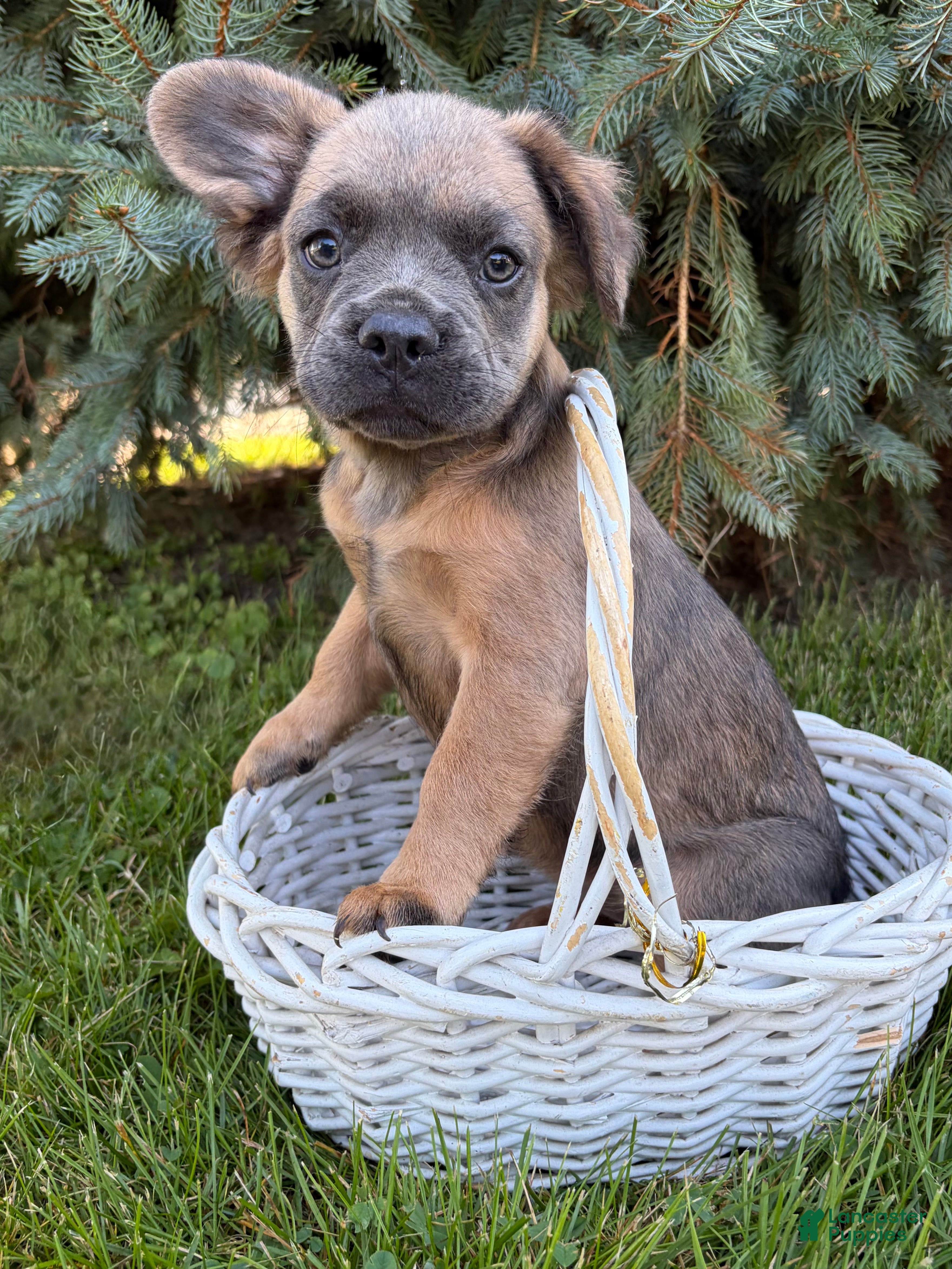 French Bulldog dogs Dakota Fluffy - Ad 1