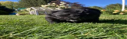 Newfoundland dogs for sale: Olivia - Ad 5