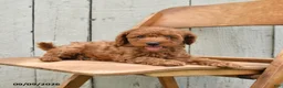 Miniature Poodle dogs for sale: Sully - Ad 4
