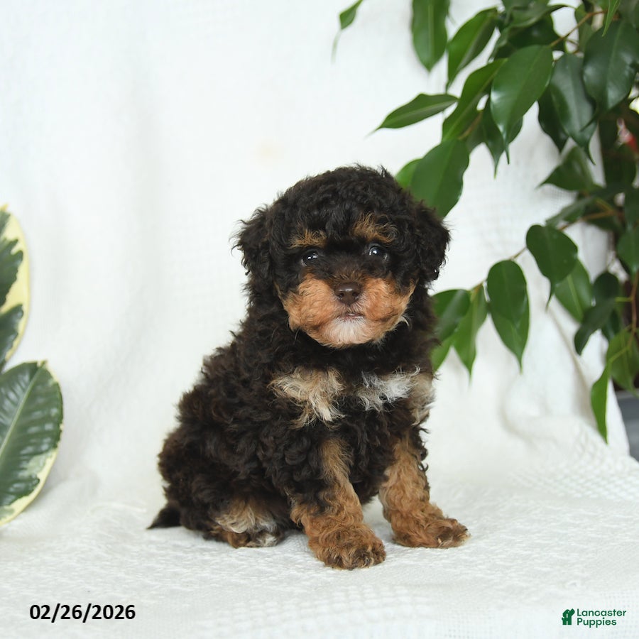 Miniature Poodle dogs Skipper - Ad 2