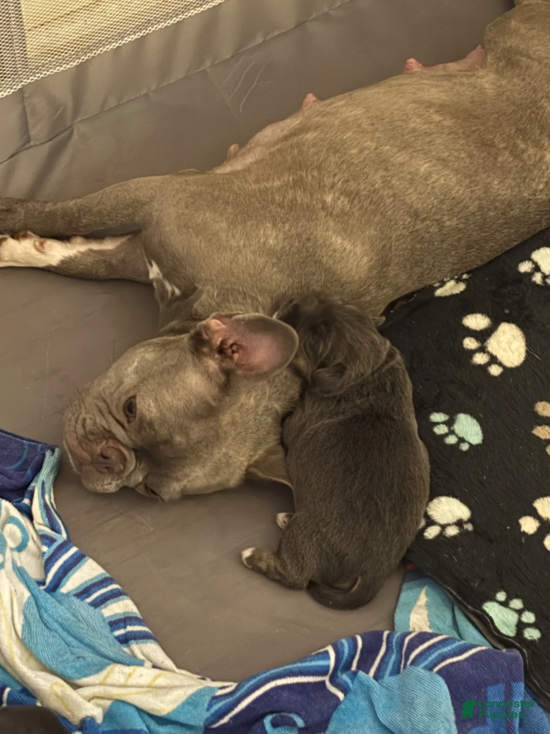 Mixed Breed dogs for sale: Ivy - Ad 2