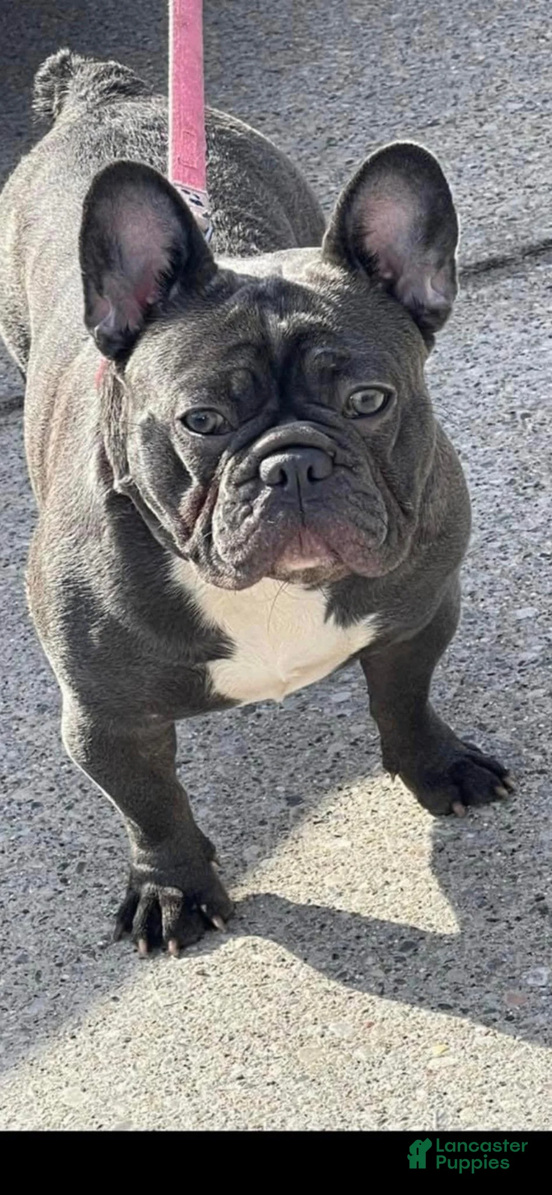 French Bulldog dogs for sale: French Bulldog Puppy 1 - Ad 4