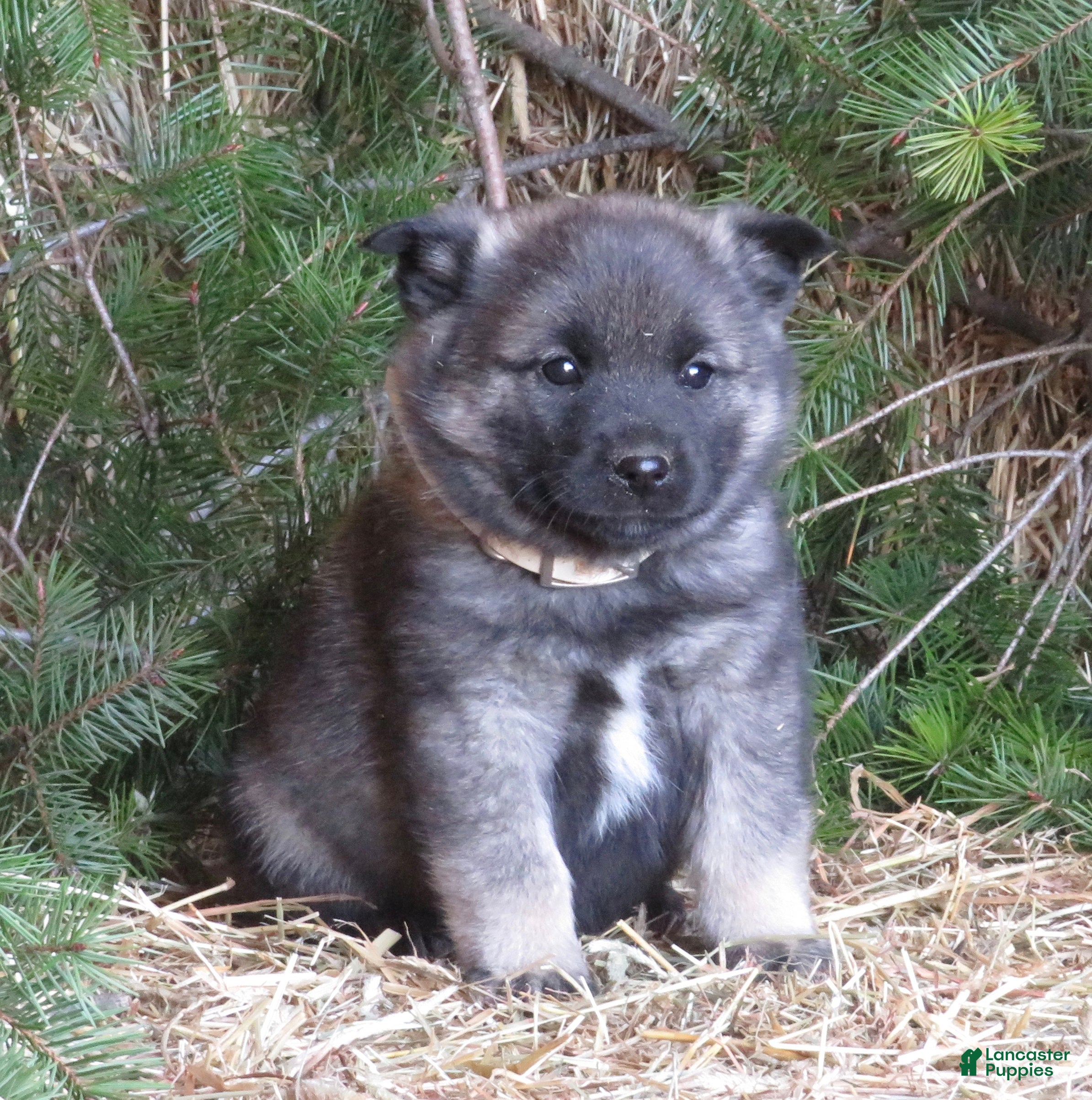 Norwegian Elkhound dogs Dream - Ad 8