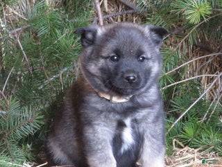 Norwegian Elkhound dogs Dream - Ad 16