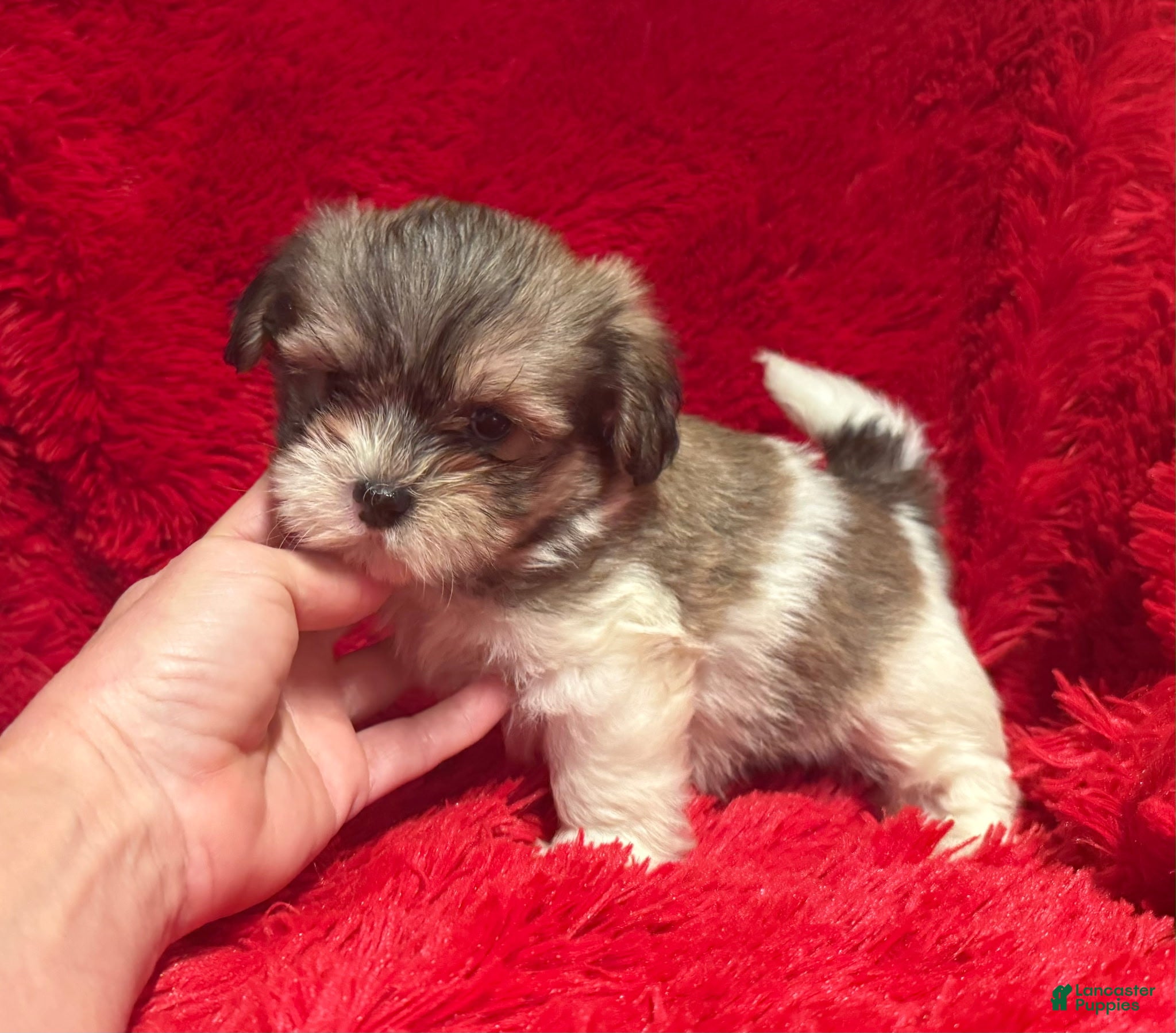 Maltipoo dogs Jasmine - Ad 8