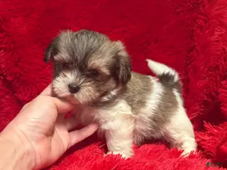 Maltipoo dogs Jasmine - Ad 17