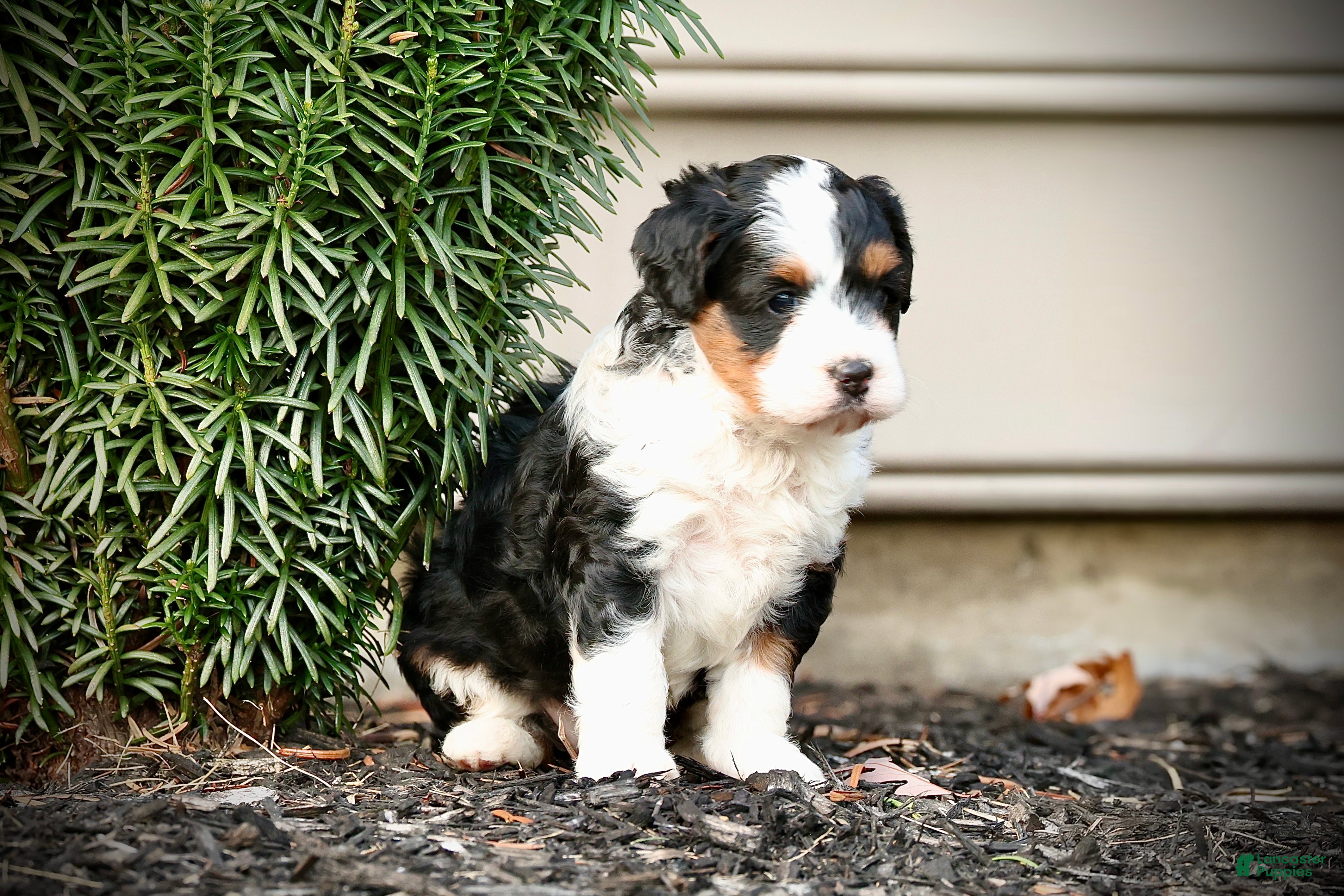 Mini Bernedoodle dogs Maylee - Ad 2