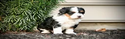 Mini Bernedoodle dogs for sale: Maylee - Ad 2