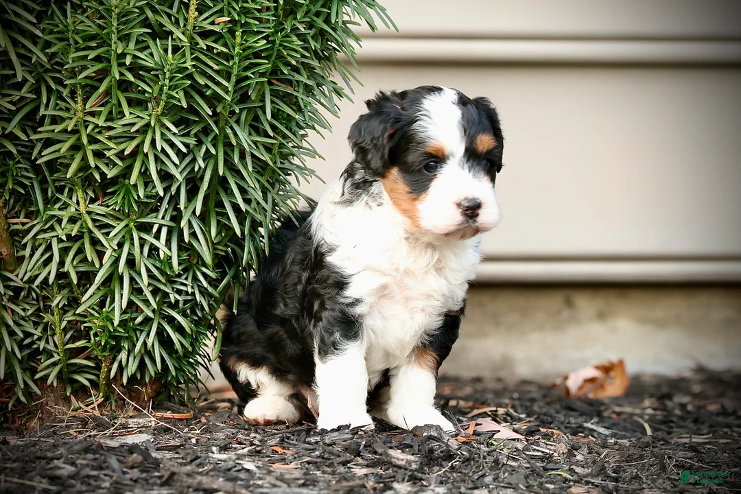 Mini Bernedoodle dogs for sale: Maylee - Ad 2