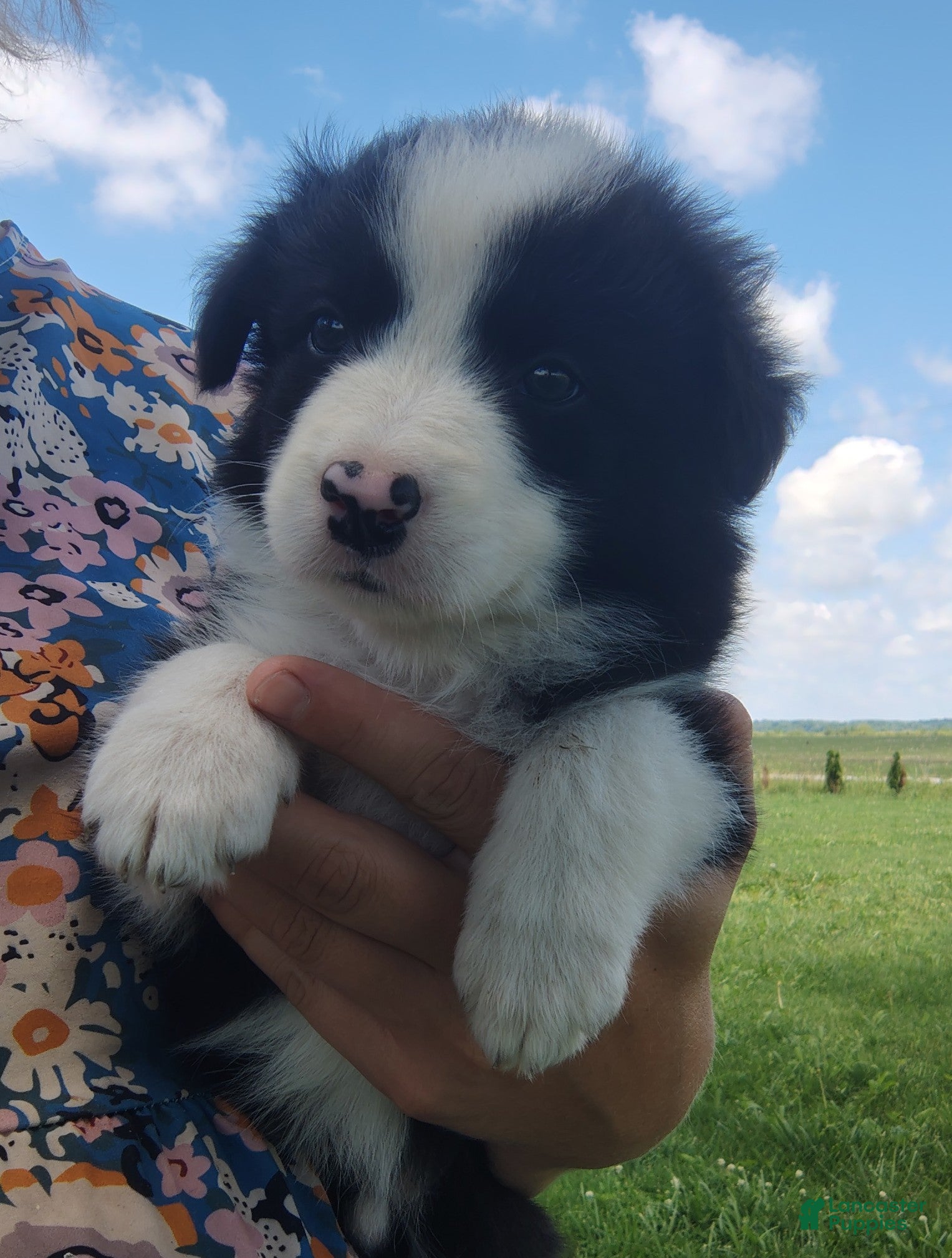 Border Collie dogs Eco - Ad 2