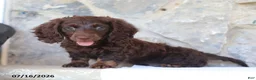 Miniature Dachshund dogs for sale: Tommy - Ad 4