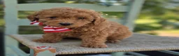 Toy Poodle dogs for sale: Bruce - Ad 3