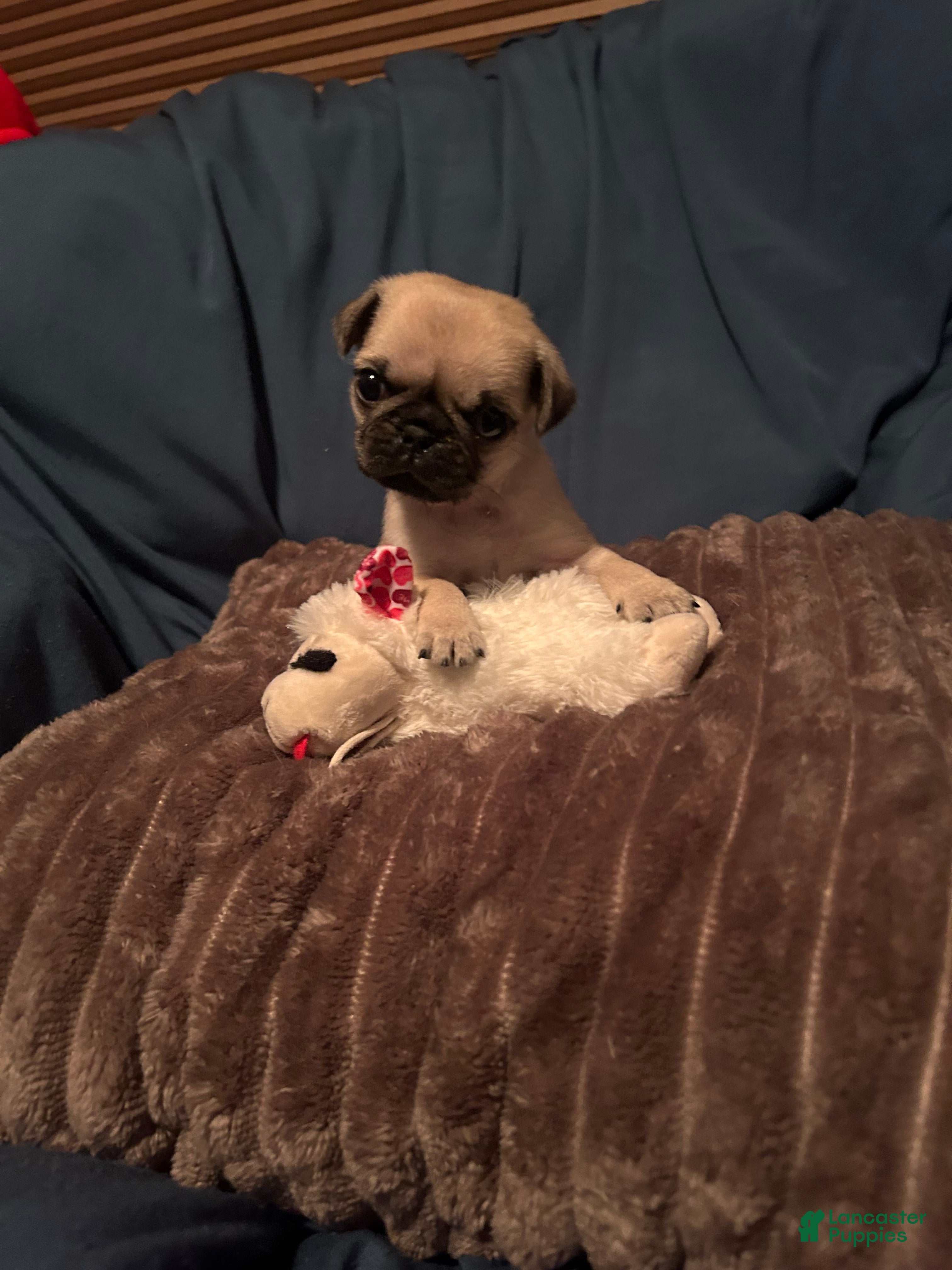 Pug dogs Guppy - Ad 9