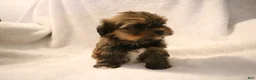 Shorkie dogs for sale: Becca - Ad 11