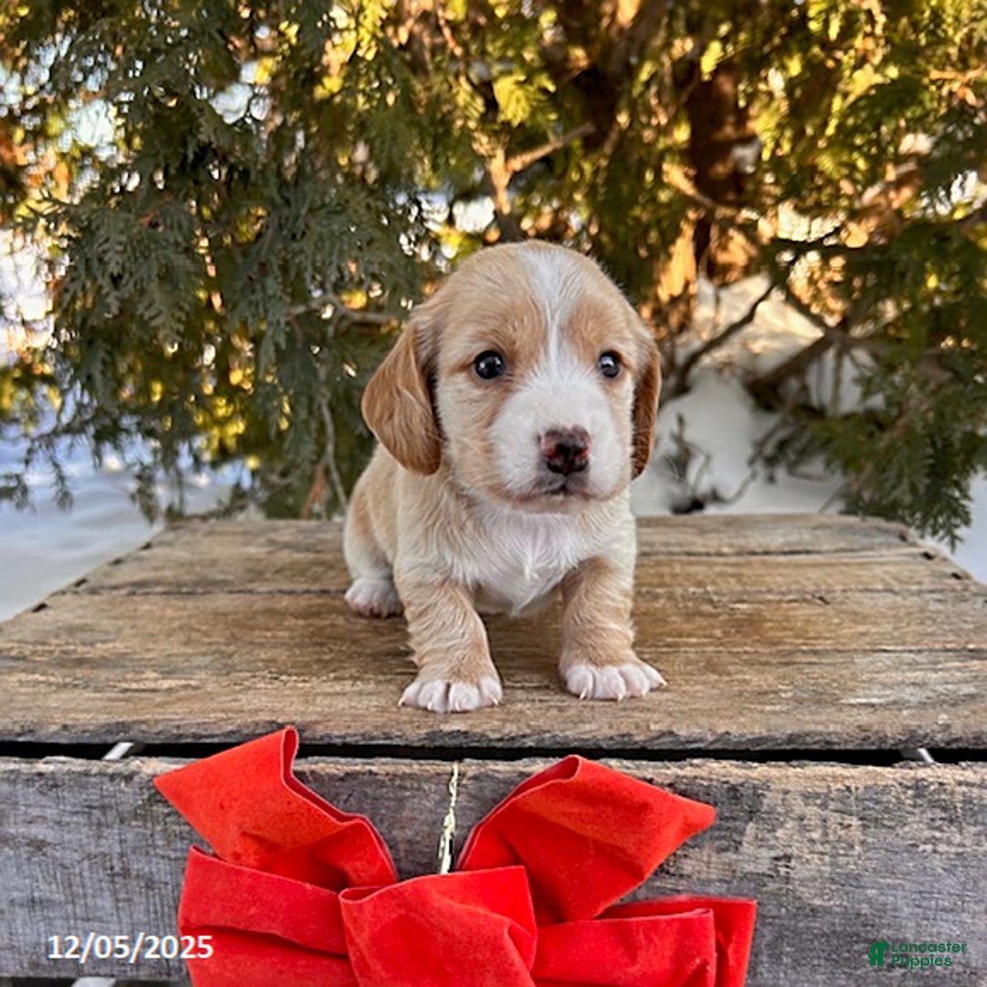 Dachshund dogs for sale: Jasper - Ad 3