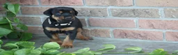 Doberman Pinscher dogs for sale: Cali - Ad 4