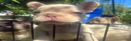 French Bulldog dogs for sale: French Bulldog Puppy 6 (standard fur potential pink/albino) - Ad 8