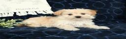 Maltipoo dogs for sale: Blake - Ad 3
