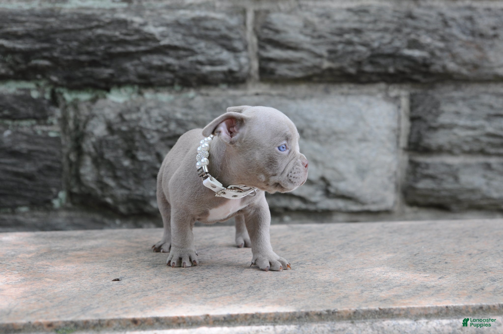 American Bully dogs for sale: American Bully Puppy 5 - Ad 3