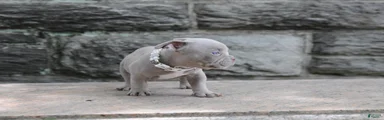 American Bully Puppy 5