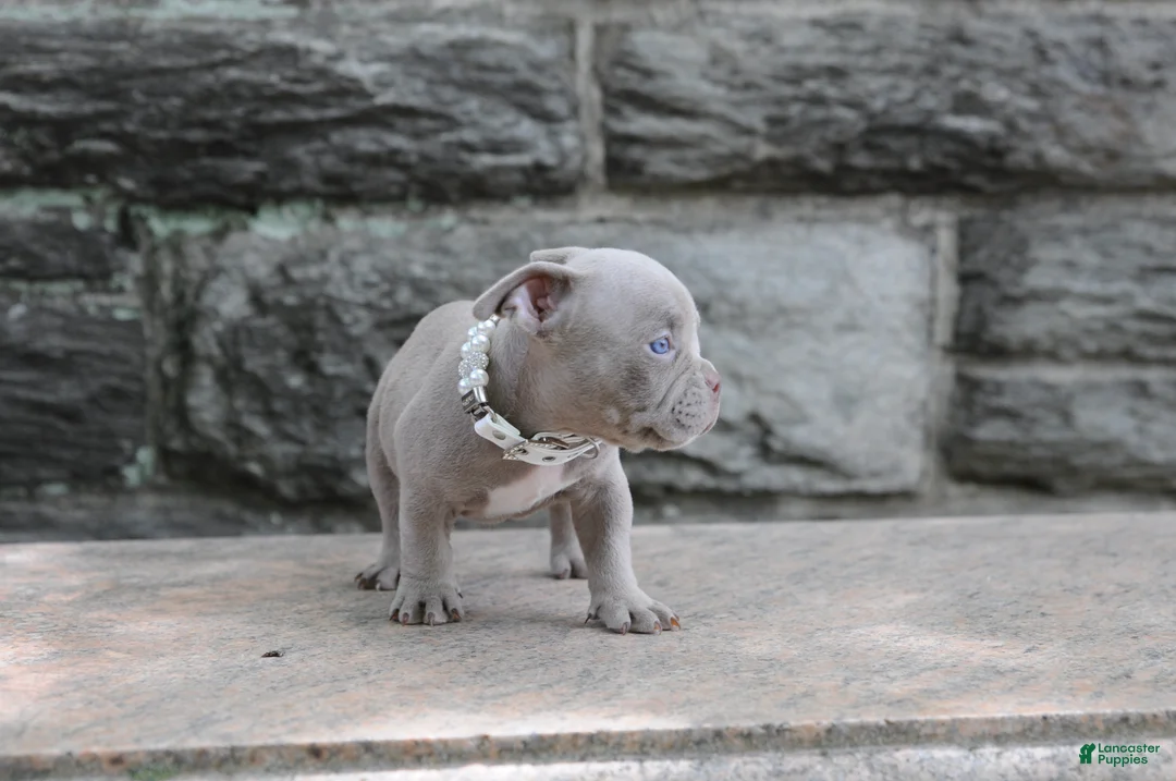 American Bully dogs for sale: American Bully Puppy 5 - Ad 1