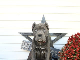 Cane Corso dogs Polly - Ad 11