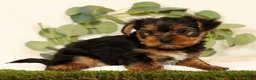 Yorkshire Terrier dogs for sale: Baxter - Ad 4