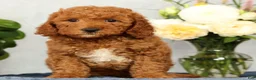 Mini Goldendoodle dogs for sale: Opal - Ad 5