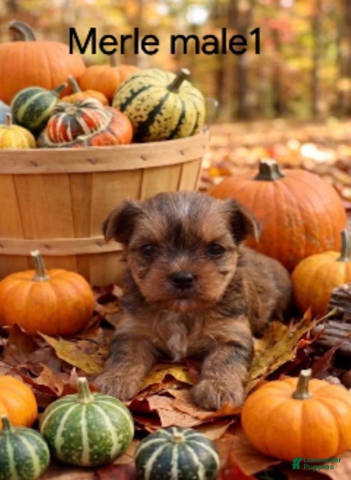 Yorkshire Terrier dogs Merle male 1 - Ad 41