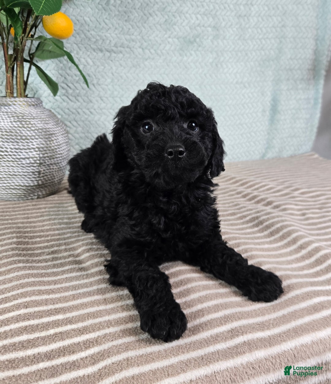 Mini Goldendoodle dogs for sale: Martha - Ad 1