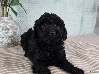 Mini Goldendoodle dogs Martha - Ad 35