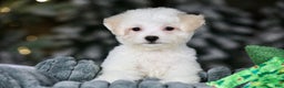Teddy Bear dogs for sale: Dasher - Ad 7