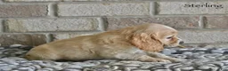 Cocker Spaniel dogs for sale: Sterling  - Ad 3