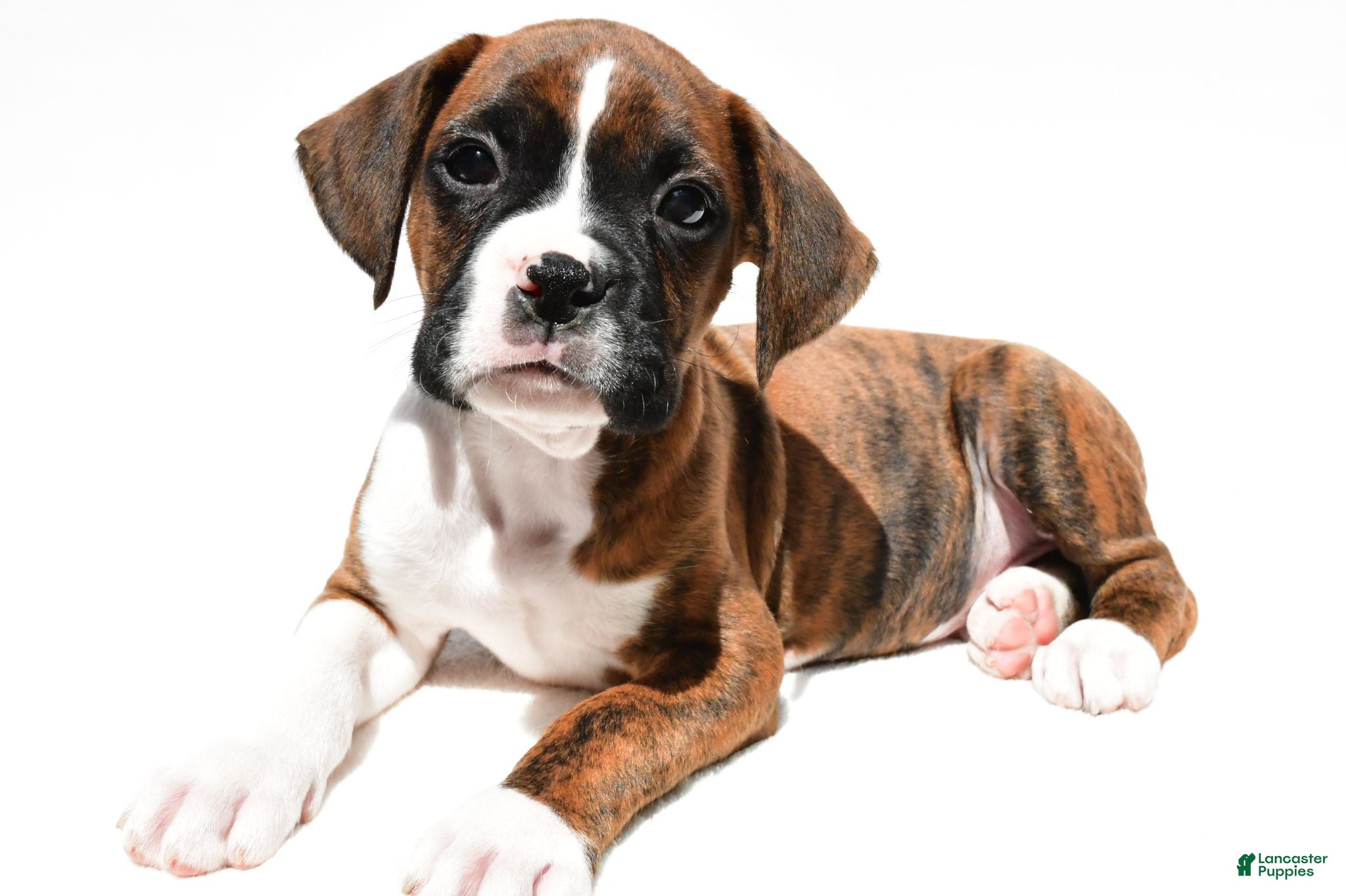 Boxer dogs Stan - Ad 1