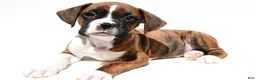 Boxer dogs for sale: Stan - Ad 1