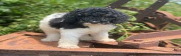 Standard Poodle dogs for sale: Trixy - Ad 3